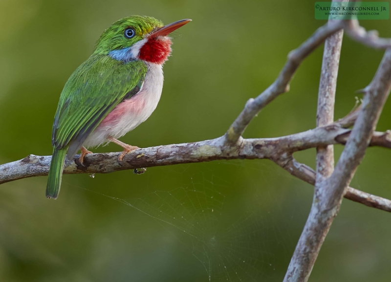 Cuban Tody 2