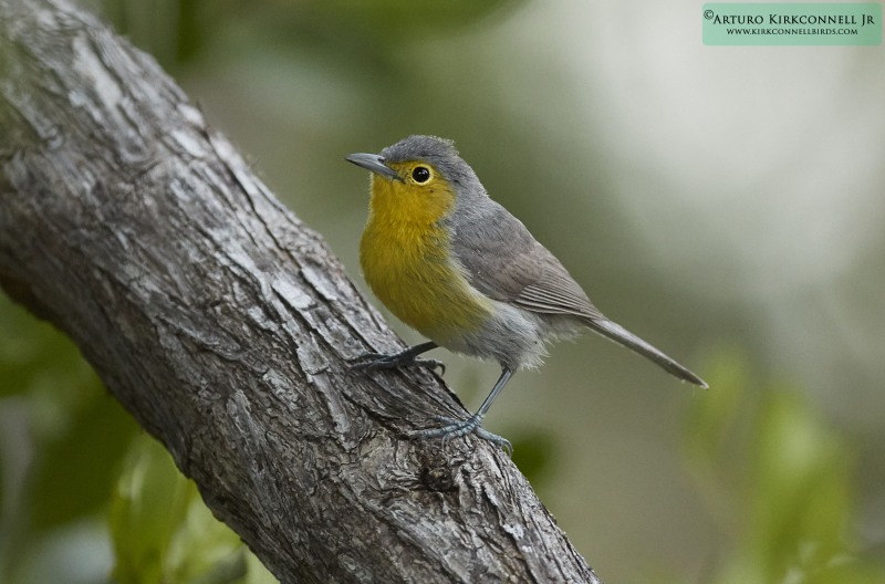 Oriente Warbler 1