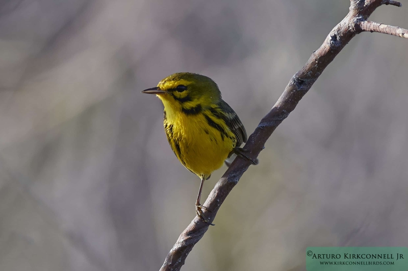 Prairie Warbler