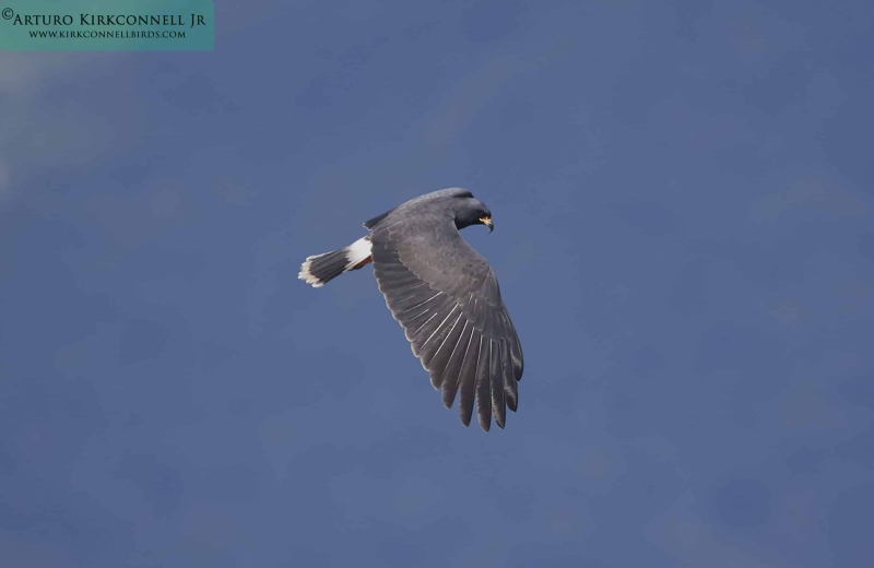 Snail Kite