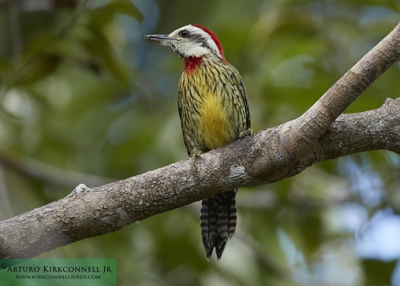 Cuban Green Woodpecker