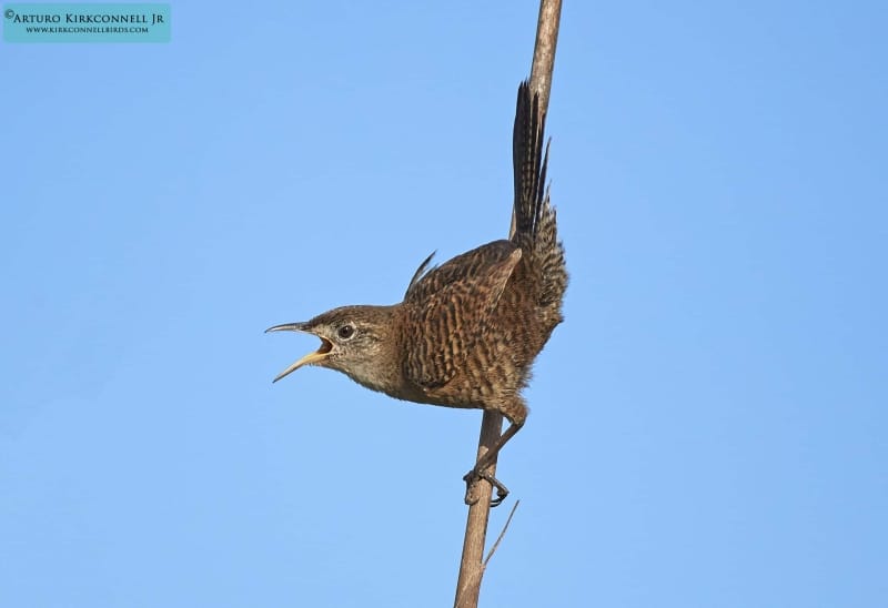 Zapata Wren