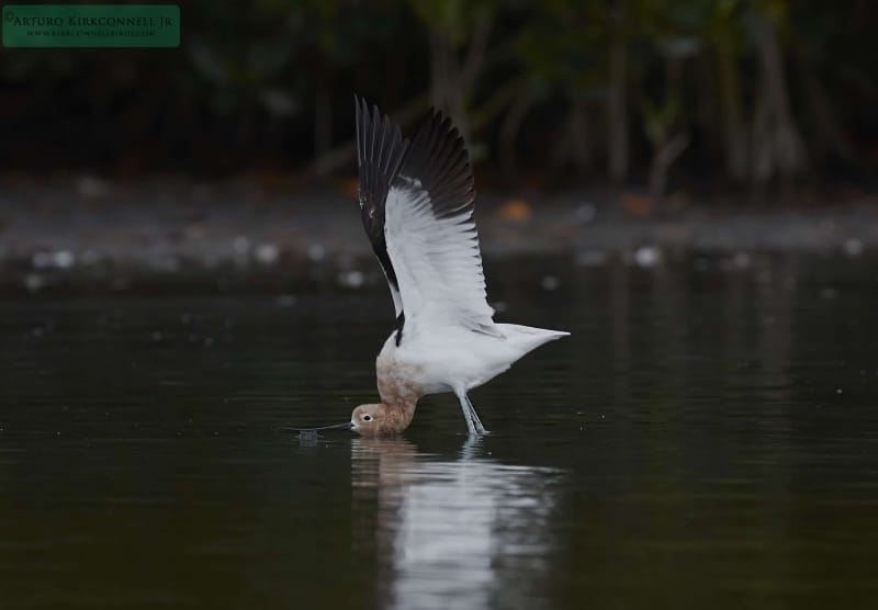 American Avocet