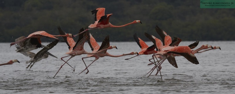 American Flamingo Flight