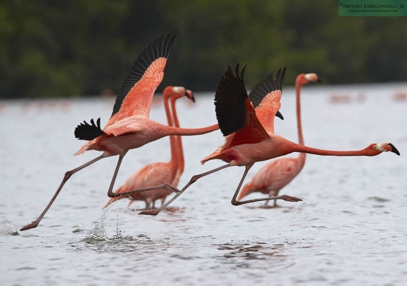 American Flamingo