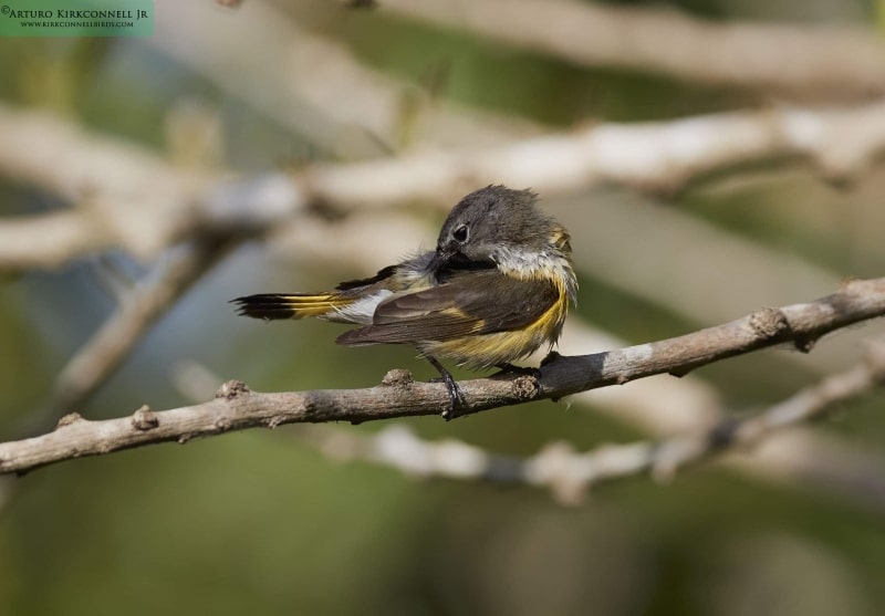 American Redstart - Female