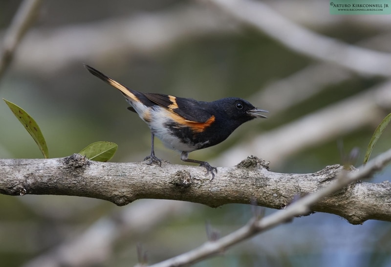 American Redstart - Male