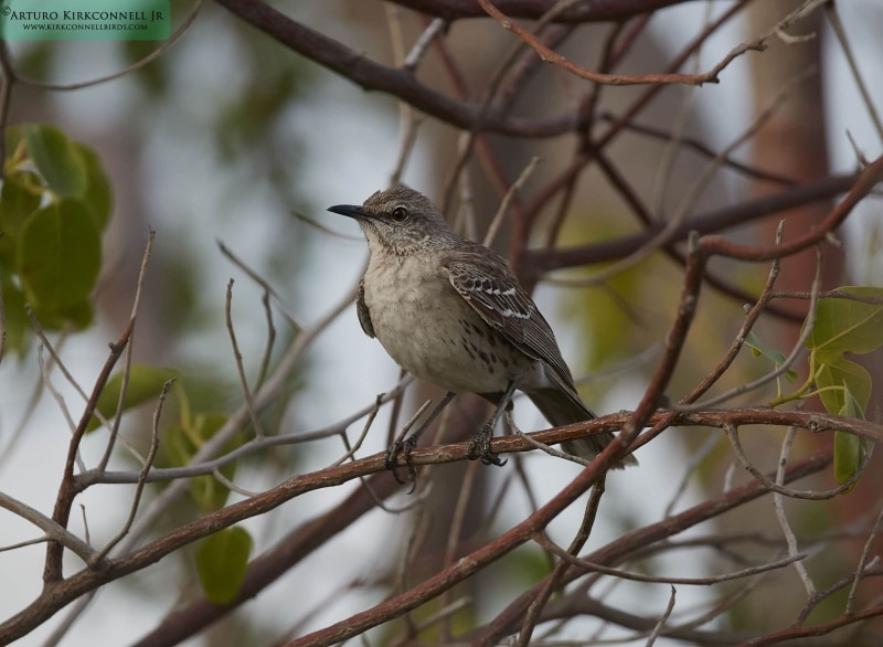 Bahama Mockingbird