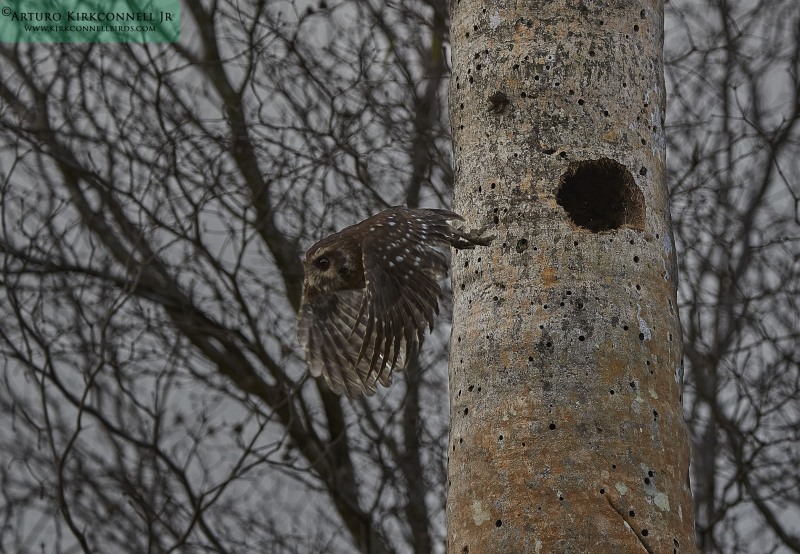 Bare-leggued Owl