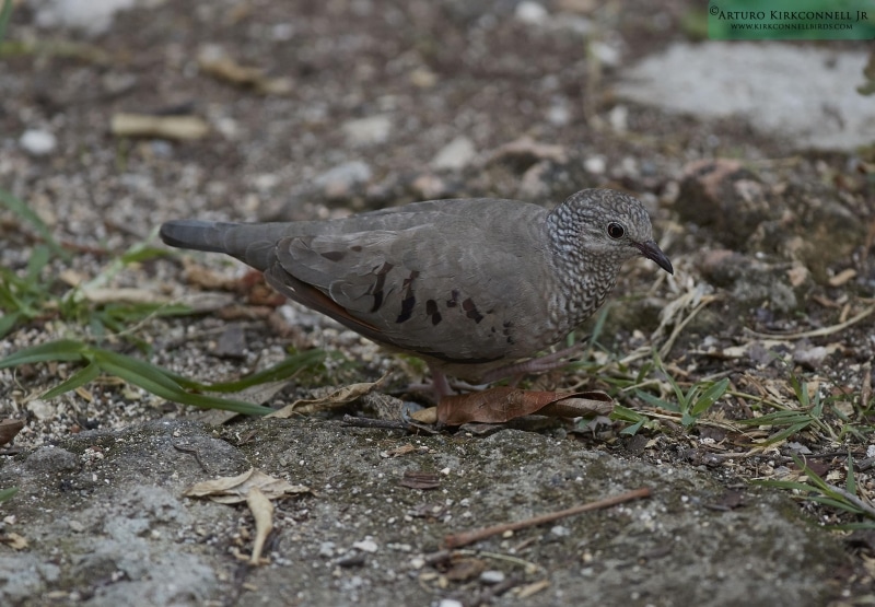 Commong Ground Dove