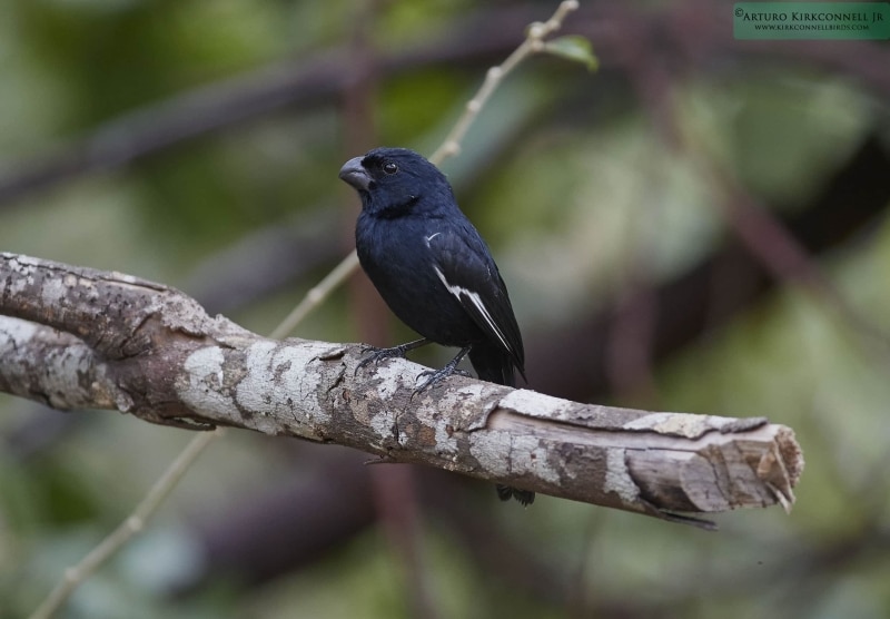 Cuban Bullfinch