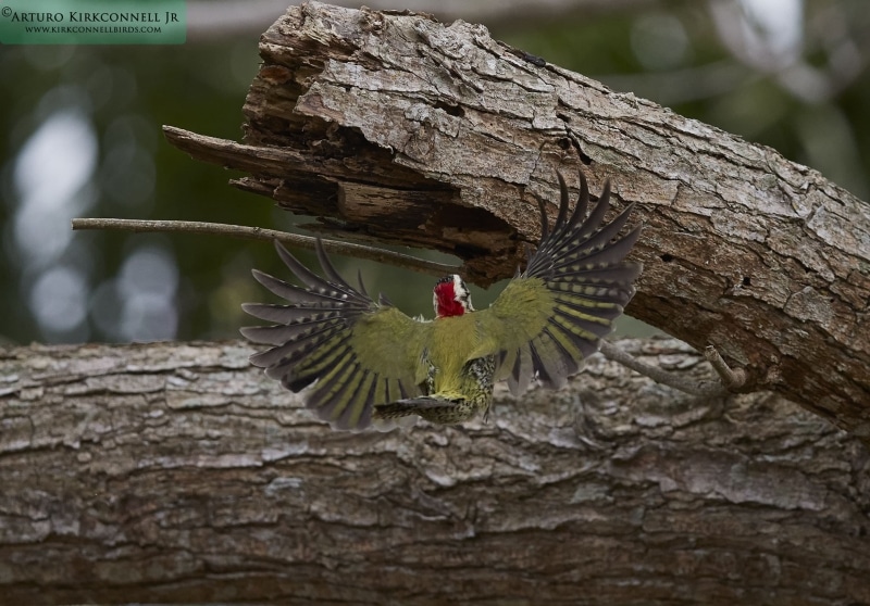 Cuban Green Woodpecker 1