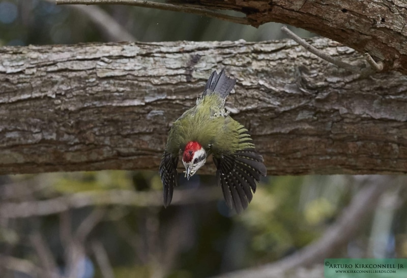 Cuban Green Woodpecker 2