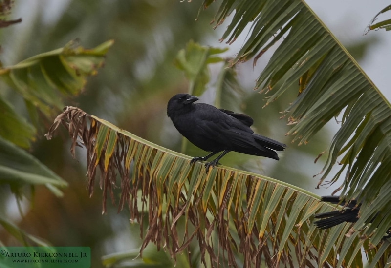 Cuban Palm Crow