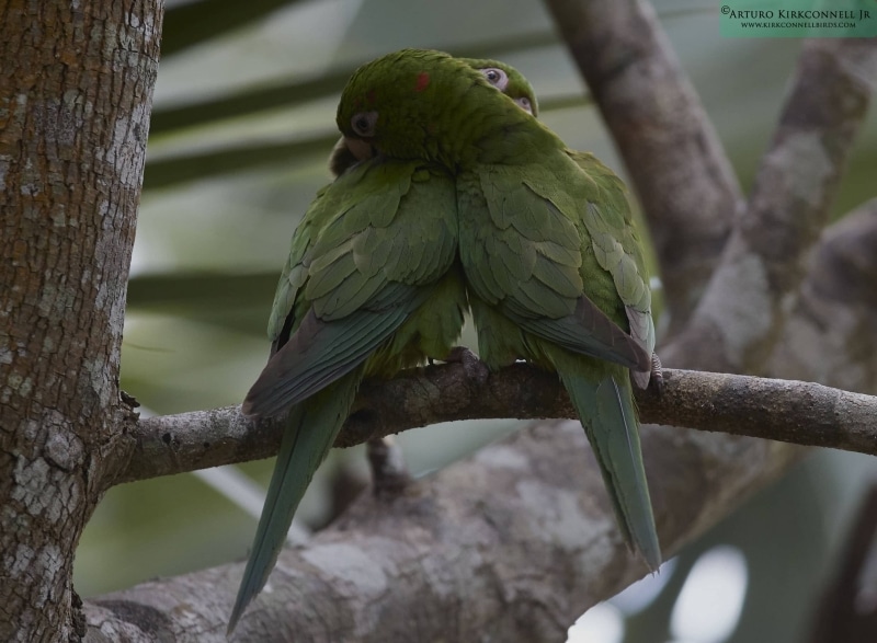 Cuban Parakeets