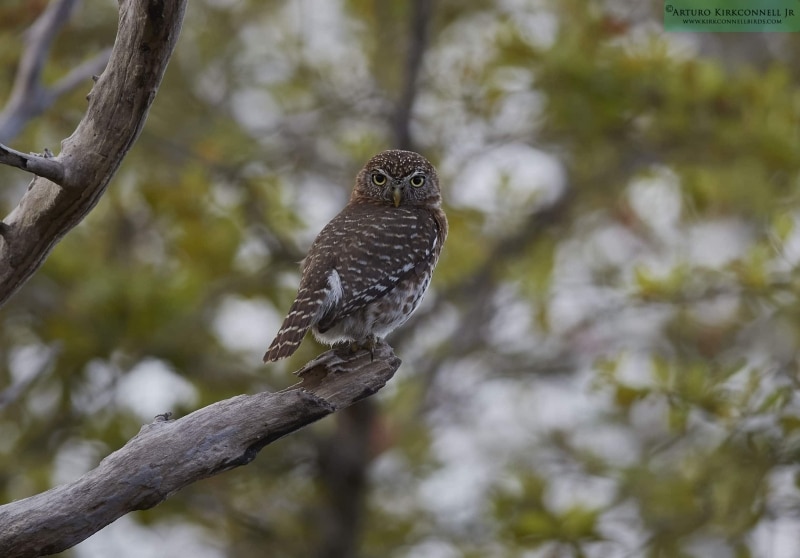 Cuban Pygme-Owl