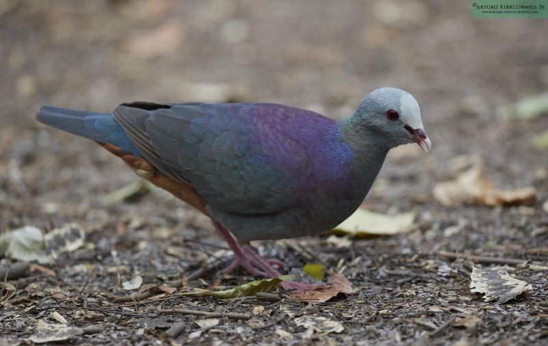 Gray-fronted Quail-dove 2