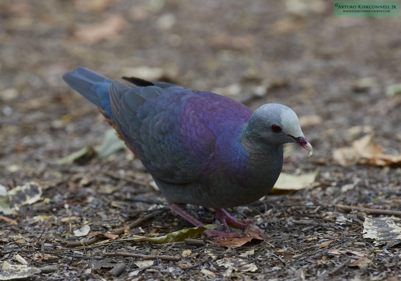 Gray-fronted Quail-dove 3