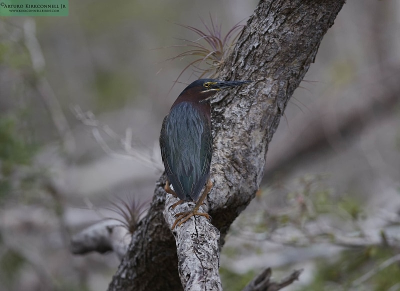 Green Heron