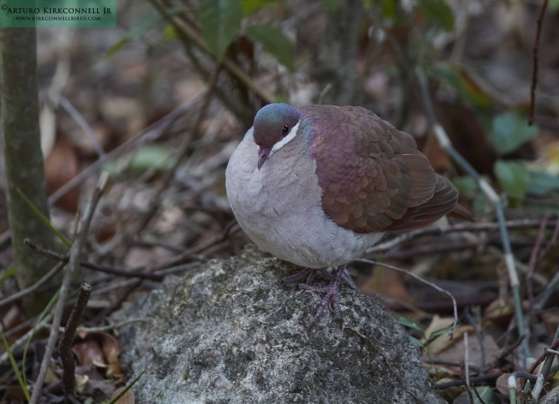 Key-west Quail-dove