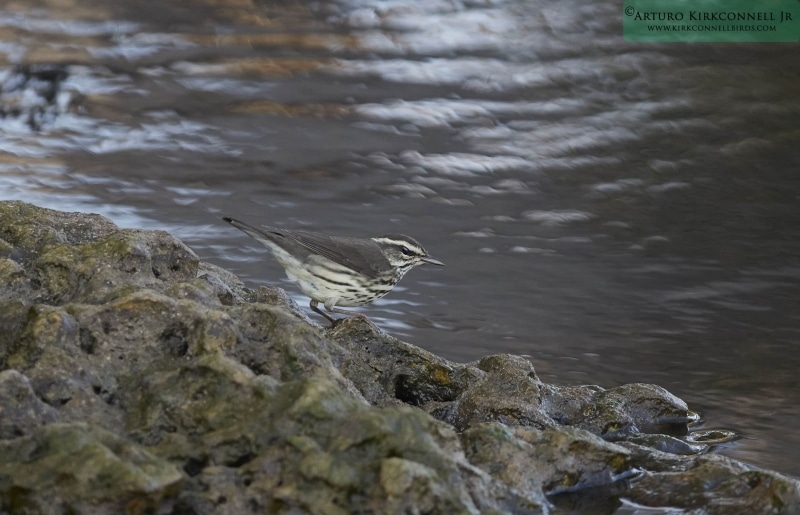 Lousiana Waterthrush