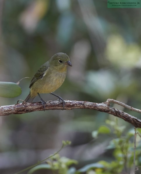 Painted Bunting - Female