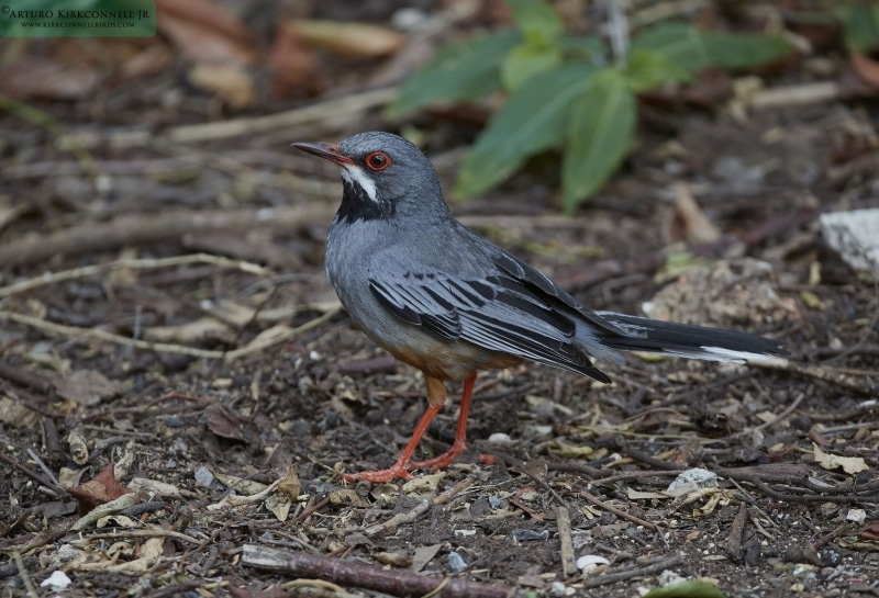 Red-leggued Thrush 1