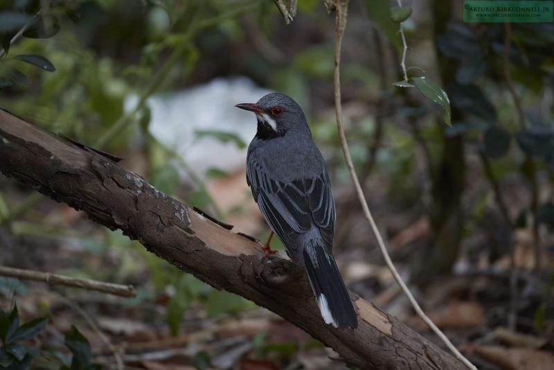 Red-leggued Thrush 2