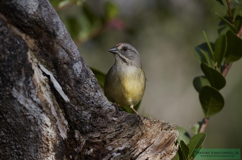 Zapata Sparrow 1