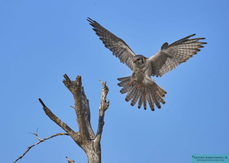 American Kestrel