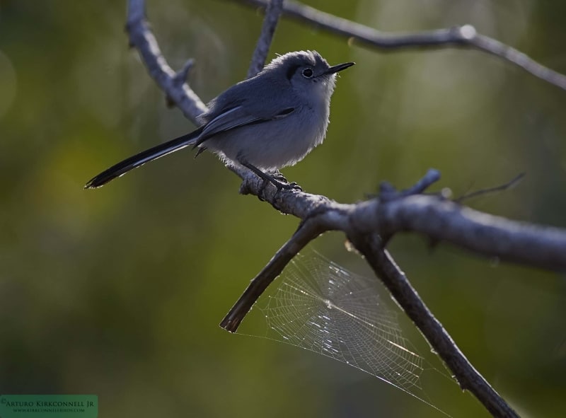 Cuban Gnatcatcher