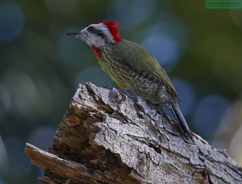 Cuban Green Woodpecker