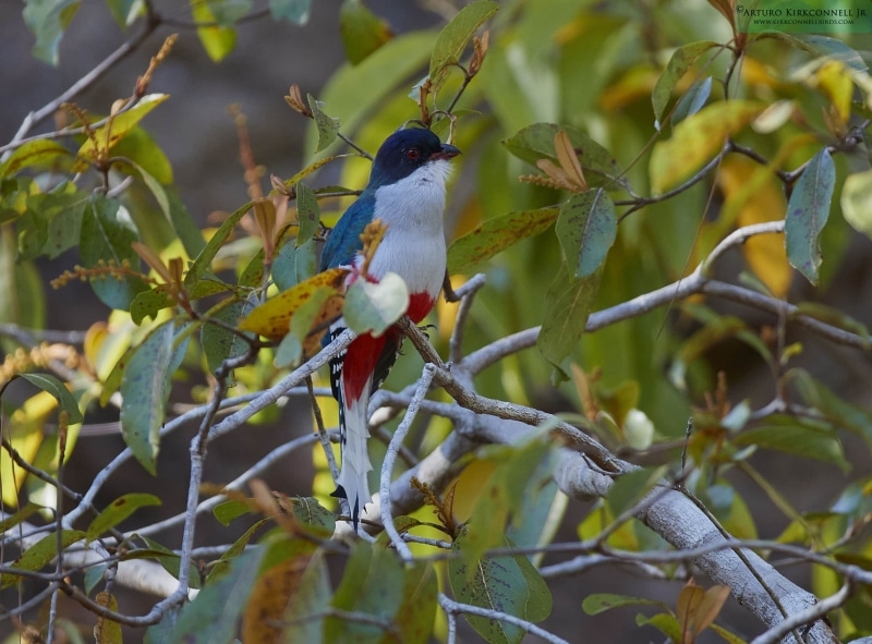 Cuban Trogon