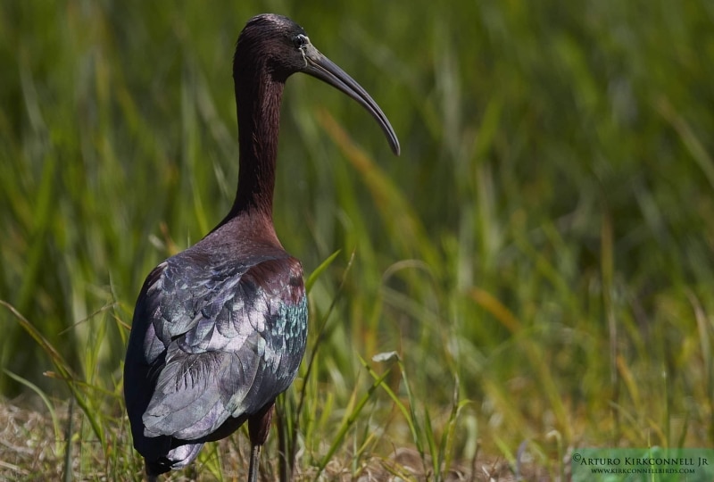 Glossy Ibis