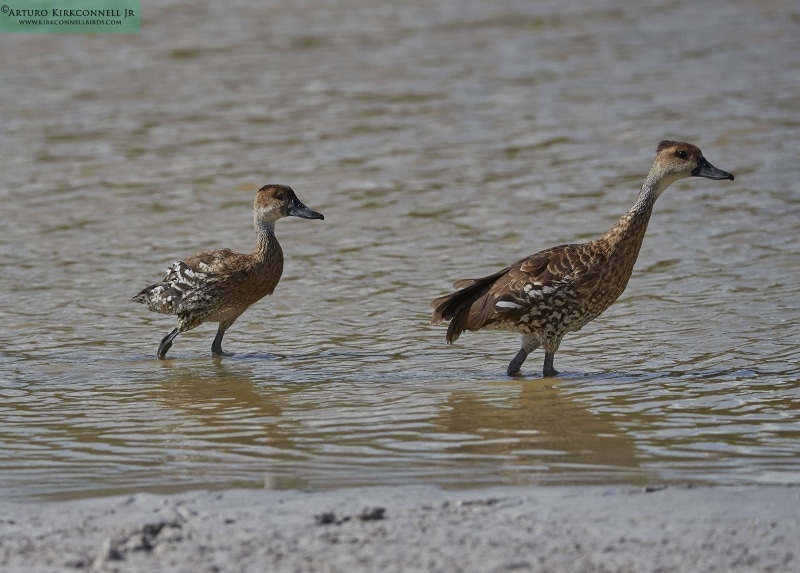 West Indian whistling-duck