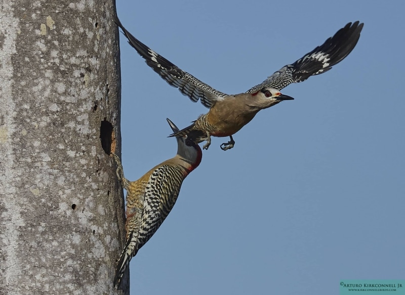 West indian Woodpecker