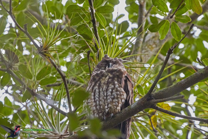 Stygian Owl