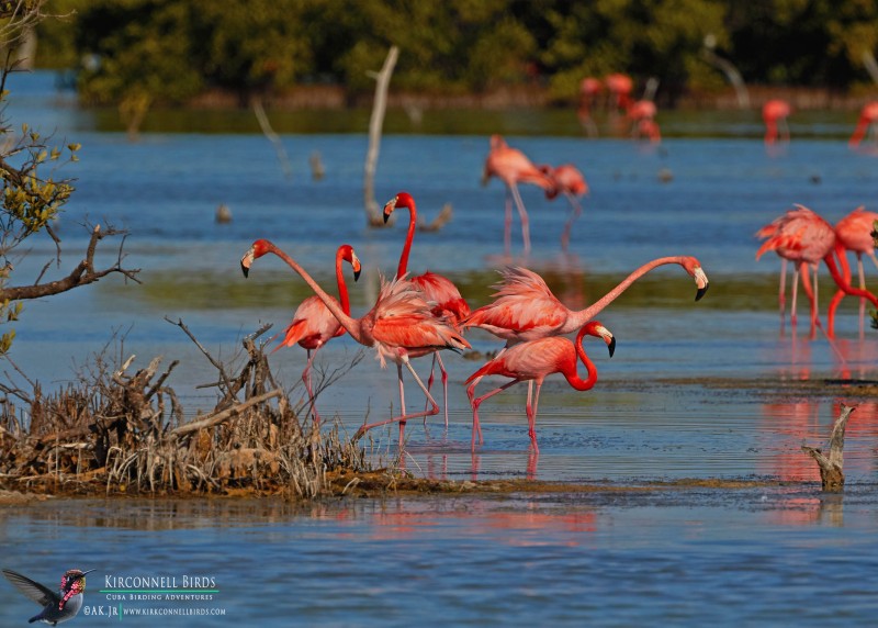 American-Flamingo-RockJumper-Jan-2019