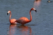 American Flamingo