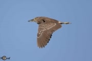 Black-crowned night heron