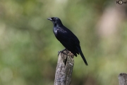 Cuban Blackbird