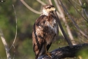 Cuban Blackhawk