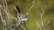 Cuban Gnatcatcher