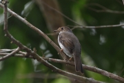 Cuban Solitaire