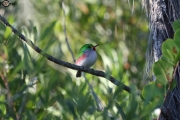 Cuban Tody