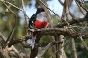 Cuban Trogon