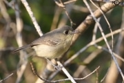 Cuban Vireo