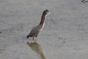 Green Heron