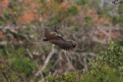 Limpkin