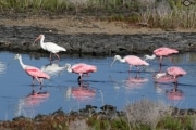 Roseate spoonbill